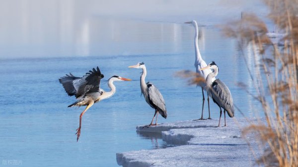 荆叶优配 打不服7：赵铁涛堵了王大庆的买卖